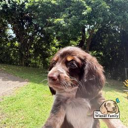 Asha (CKC) - Piebald female Dachshund puppy in Ocala, Florida from The Wiener Family