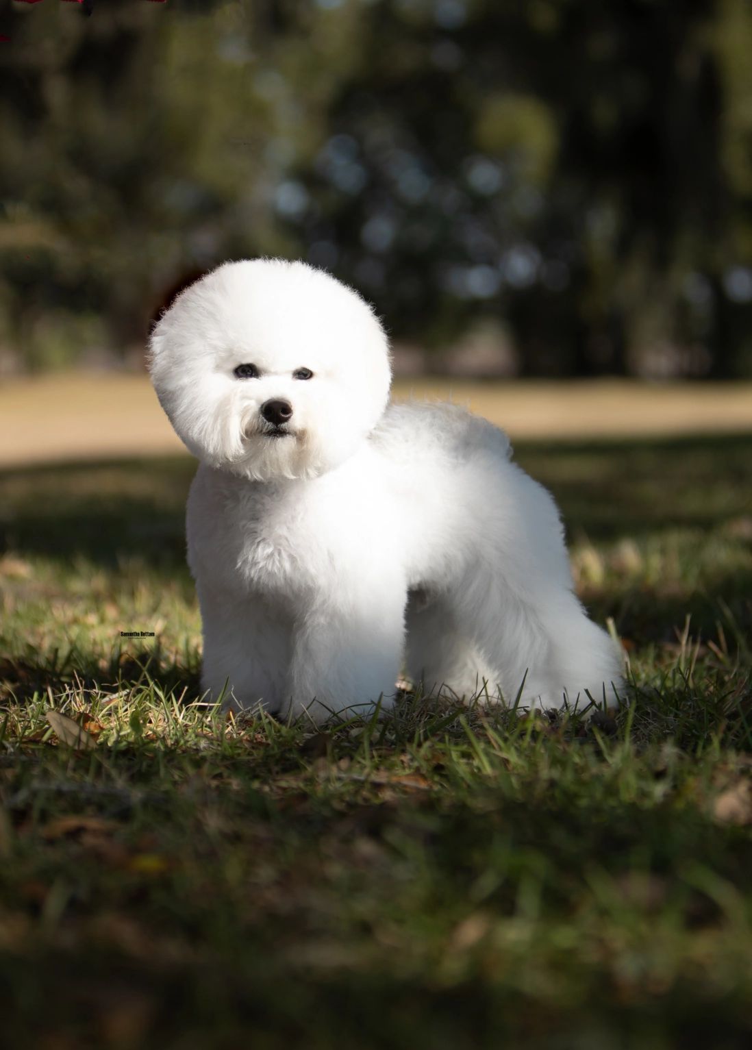 Show groomed Bichon Frise stands in grass