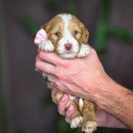 Humphrey - Apricot male Goldendoodle puppy in Cleveland, Tennessee from Edgewater Doodles & Designer Pups