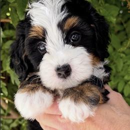 Red Girl - Tri-color female Bernedoodle puppy in Gilbert, Arizona from Azteddybeardoodles