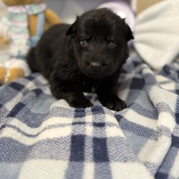 Dark Blue - Black male German Shepherd puppy in Columbus, Georgia from Blue Phoenix Shepherds