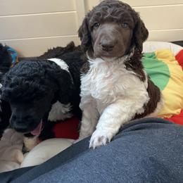 Poodle Puppies from Apricity Poodles