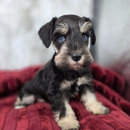 Jewel double blue eyes - Black and silver female Miniature Schnauzer puppy in Panama City, Florida from Emerald Coast Schnauzers