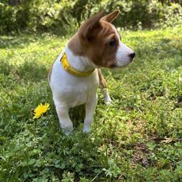 Magnolia - Hold your horses - Red and white female Basenji puppy in Cleveland, Georgia from Blue Diamond Basenjis