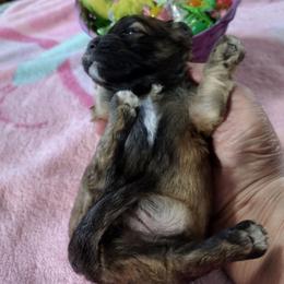 River - Red sable male Havanese puppy in Cleveland, Texas from 7th Heaven Havanese of Texas