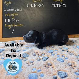 Hexxus - Black and tan male Dachshund puppy in Hoquiam, Washington from Heyd's Mini Dachshunds