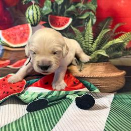 Girl 4 (Argus) (mint collar) - Light golden female Golden Retriever puppy in Hubbard, Ohio from Whickering Pines Golden Retrievers