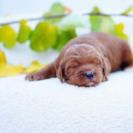 Gunther - Red  male Goldendoodle puppy in Washington from Doodle Love