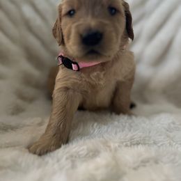 Girl 2 - Golden Retriever puppy from Washington Lakeside Goldens