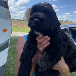 Affenpinscher and Black Russian Terrier Puppies from Ter’Avalon Kennel
