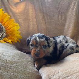 Zorro - Blue merle male Miniature Australian Shepherd puppy in Copperas Cove, Texas from Hidden Leaf Aussies