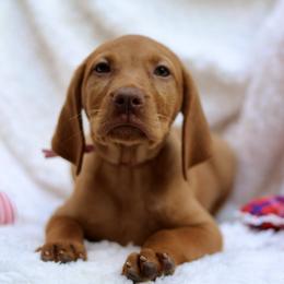 Liberty - Golden rust female Vizsla puppy in Bloomington, Indiana from Envizion