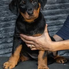 Beauceron Puppies from Beaucerons Des Vents