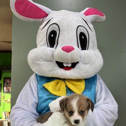 14 white collar - White and fawn male Pembroke Welsh Corgi puppy in Port Republic, Maryland from Bestfurends