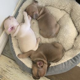 French Bulldog Puppies from Heather's Frenchies