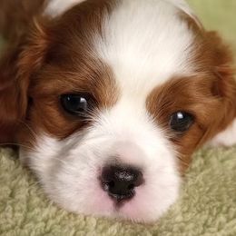 Cavalier King Charles Spaniel Puppies from Hawthorn Cavaliers