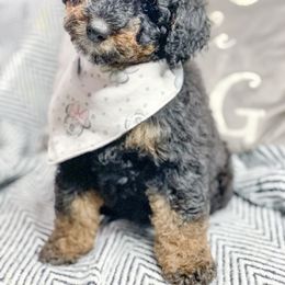 Bernedoodle, Cockapoo, and Goldendoodle Puppies from Danie’s Darling Doodles LLC
