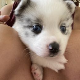 Pomsky Puppies from Pomsky‘s Palace