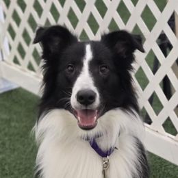 Leif - Scottish Collie