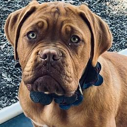 Dogues de Bordeaux, French Bulldogs, and Pointers from Finley Farm Kennel