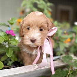 Honey - Gold female Australian Labradoodle puppy in Citrus Heights, California from Elite Blend Labradoodles