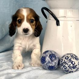 Marshmallow AKC - Piebald female Dachshund puppy in Hendersonville, North Carolina from Snarky Doxy Miniature Dachshunds