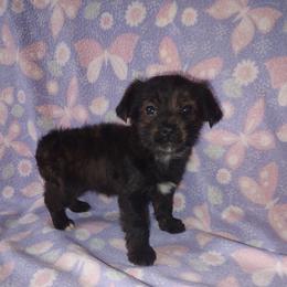 Boy 3 - male Yorkipoo puppy in Lapeer, Michigan from Puppy Kisses