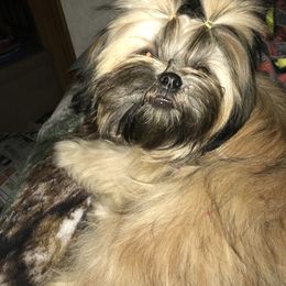 Nikki - Shih Tzu