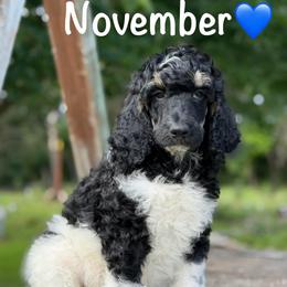 November - Parti male Poodle puppy in Lancaster, Minnesota from Finney Ranch