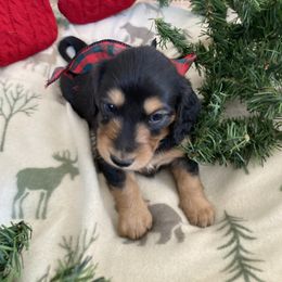 Dachshund Puppies from Brooke Brumley