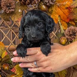 Fawna - Black female Goldendoodle puppy in Enumclaw, Washington from Owen-a-Doodle