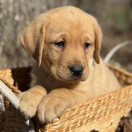 Galadriel - Yellow female Labrador Retriever puppy in Isle, Minnesota from Dog Ear Outfitters