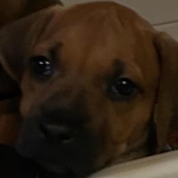 MATTHEWS - Rd whtn blk nose male Rhodesian Ridgeback puppy in Waterloo, Nebraska from Bar B Ridgebacks