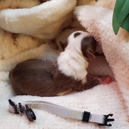 Miniature Australian Shepherd Puppies from Barnyard Mini Aussies