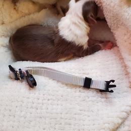 Miniature Australian Shepherd Puppies from Barnyard Mini Aussies