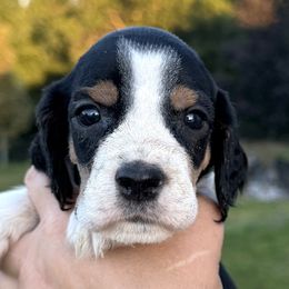 Gabby - Black white and tan female English Springer Spaniel puppy in Bay City, Wisconsin from Springer Hills Farm