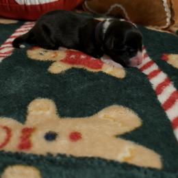 Noel - Black and white female American Corgi puppy in Temple, Texas from Silver Moon Cardigan and American Corgis