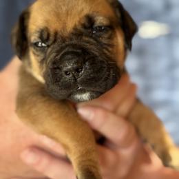 White collar female - Fawn female Boerboel puppy in Bon Aqua, Tennessee from Erickson Ranch Boerboels