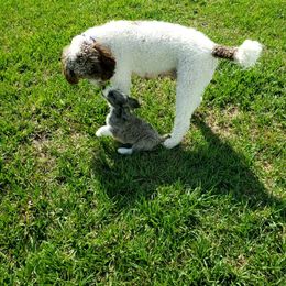 Aussiedoodle Puppies from Southwest Florida Doodles
