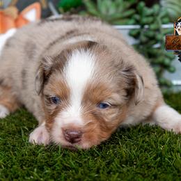 Mesa - female Toy Australian Shepherd puppy in Granbury, Texas from Best Little Aussies