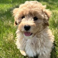 Double Doodles from Krystle’s Premier Doodles