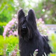 Charming - Briard