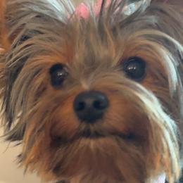 Yorkshire Terriers from Meredith Dalrymple