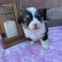 Saga-Fluffy - Black and tan female Pembroke Welsh Corgi puppy in Scottown, Ohio from Wyndy Ridge Corgis
