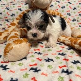 Brady (1600.00) AVAILABLE - Parti male Yorkshire Terrier puppy in Brandenburg, Kentucky from Lil Amazing Paws Yorkshire Terriers
