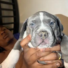 American Bully Puppies from M&M XL Bully Kennel