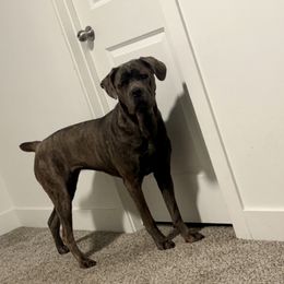 Cane Corso from Westland Kennels