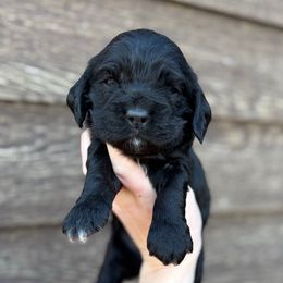 Pepper - Black and white male Cocker Spaniel puppy in Lake, Mississippi from MGs Cockers