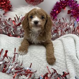 Versace - Red male Cavapoo puppy in Austin, Texas from Doodles of Central Texas
