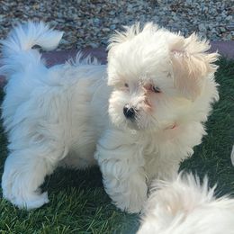 Maltese Puppies from Arizona Maltese Gems